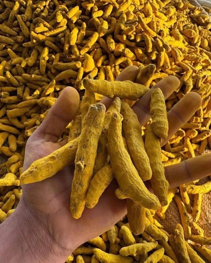 Premium Turmeric from India